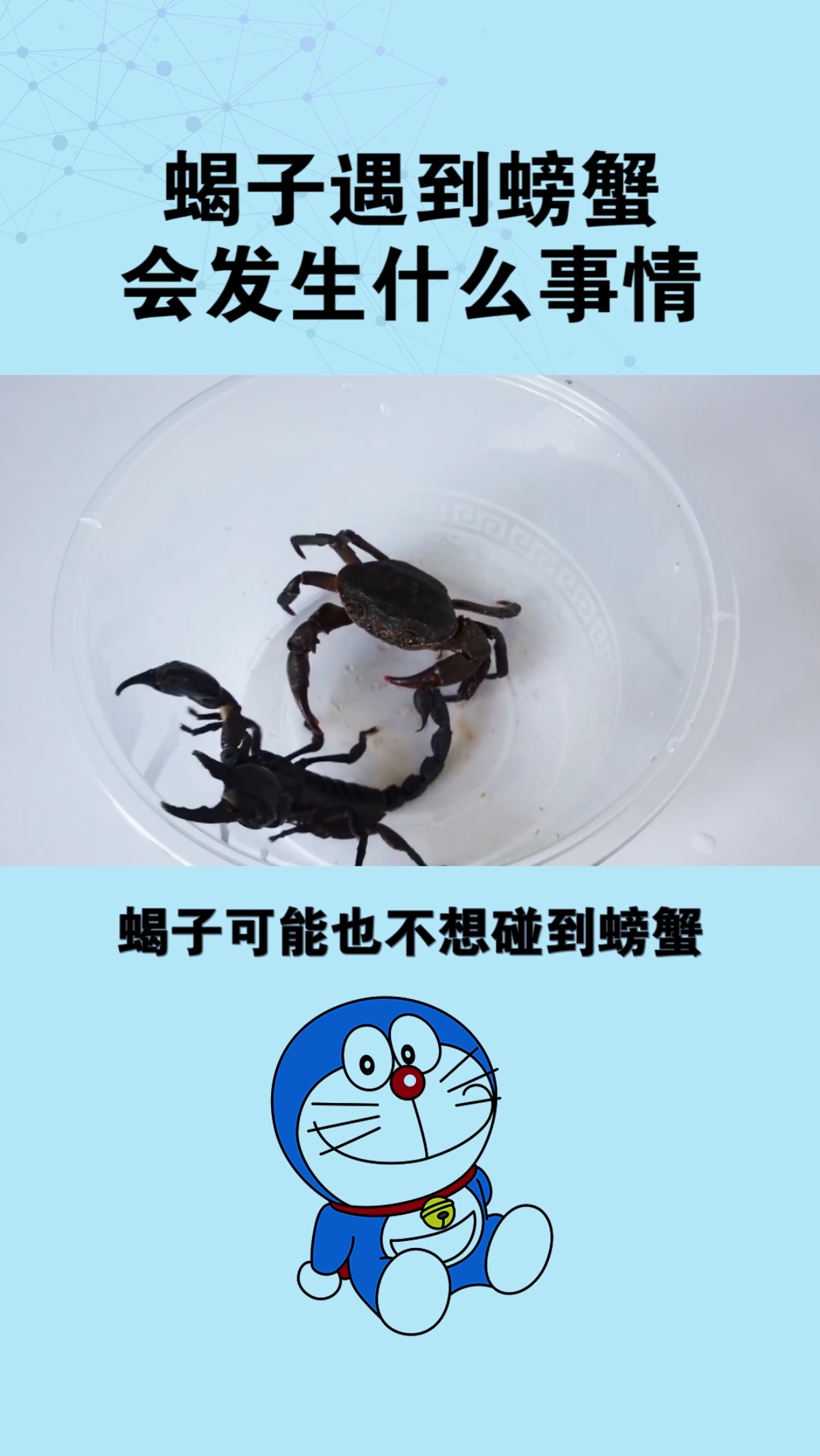 #蝎子大战螃蟹#蝎子遇到螃蟹会发生什么事情呢?