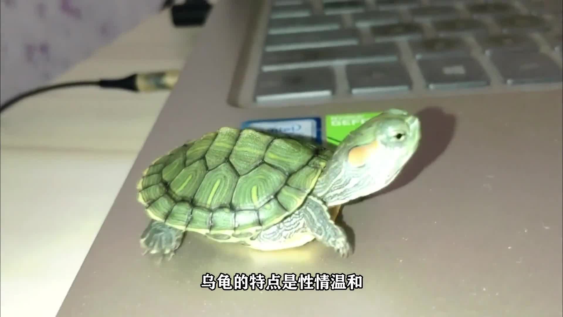 乌龟具有什么特点