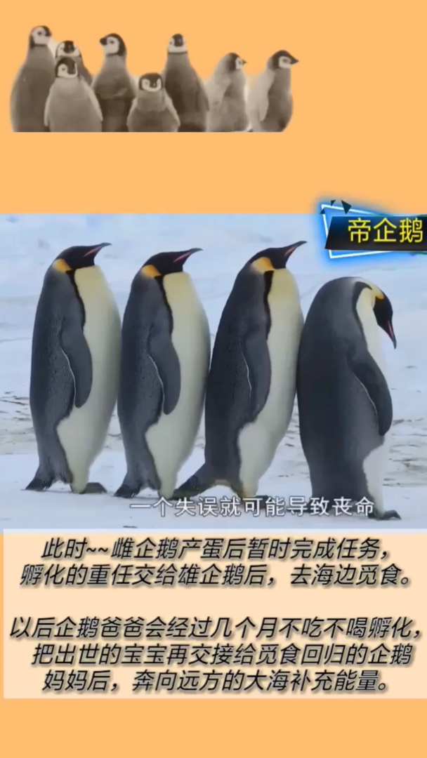 #神宠来袭#回顾多年以前了解过的故事…点滴
