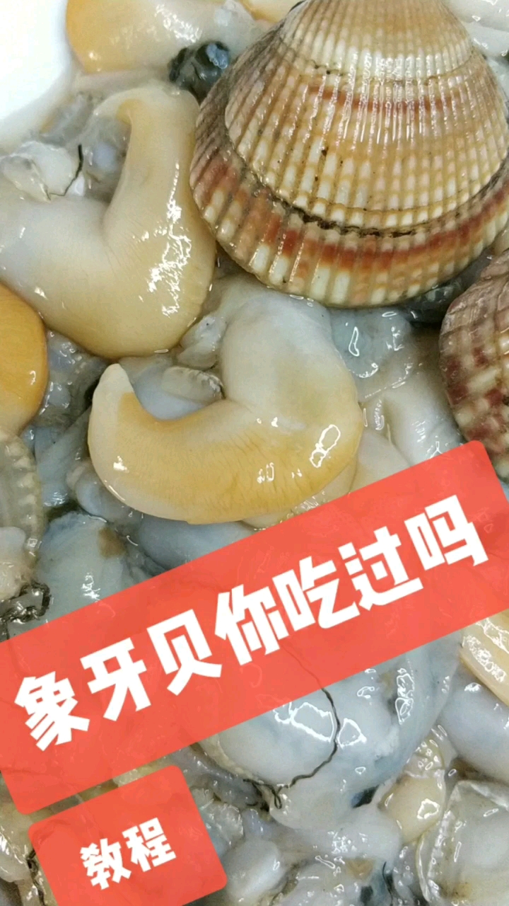 象牙贝,海里的贝类,吃起来口感鲜嫩非常好吃,喜欢的给个双击关注,感谢支持