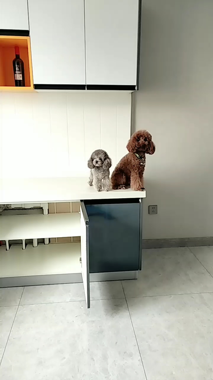 这是要狗肉炖豆腐吗