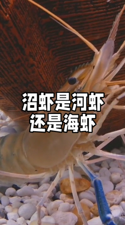 沼虾是河虾还是海虾