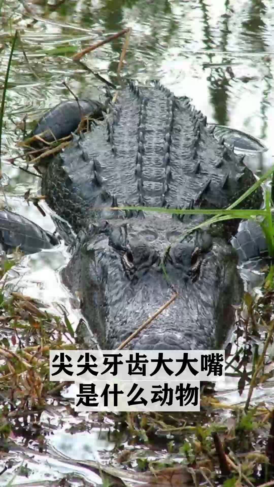 尖尖牙齿大大嘴是什么动物