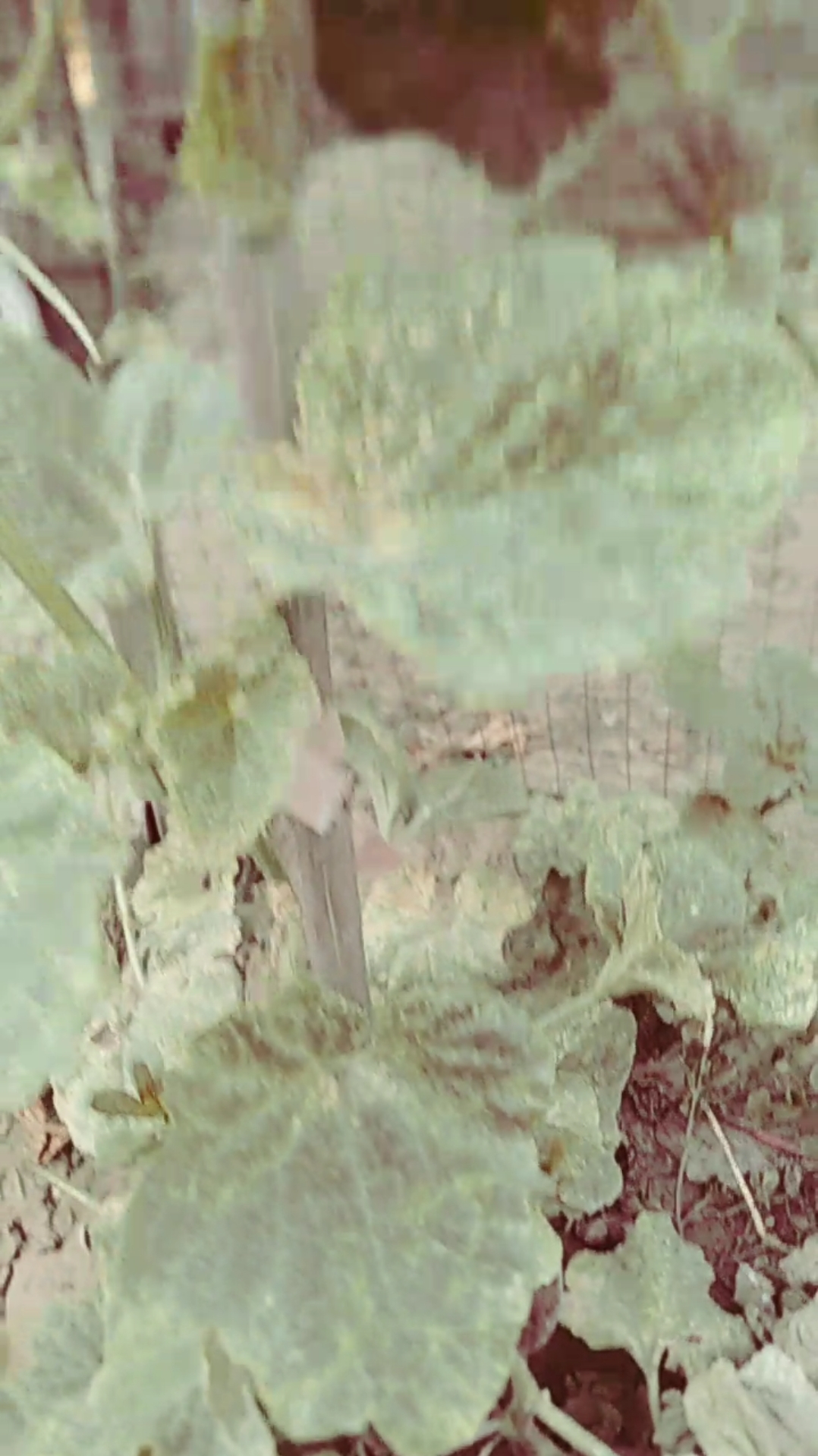 马玲菜炒西红柿辣椒特别的好吃啊!