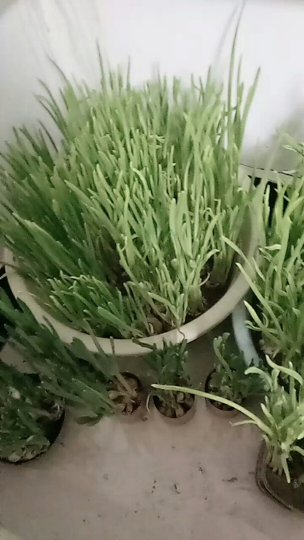 看看俺家的蒜苗,都长这么高了