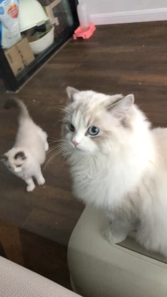 #猫#我们泡芙是小仙女哦