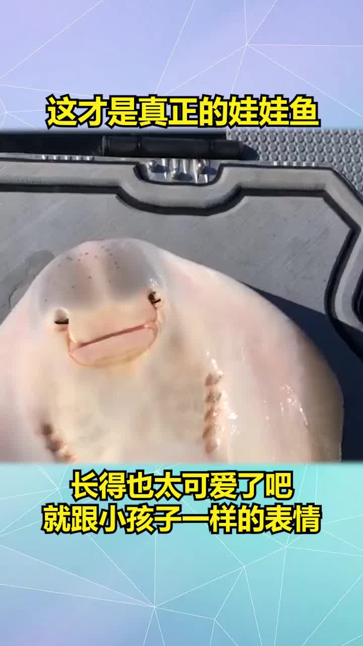 这才是真正的娃娃鱼吧,长得也太可爱了吧,就跟小孩子一样的表情