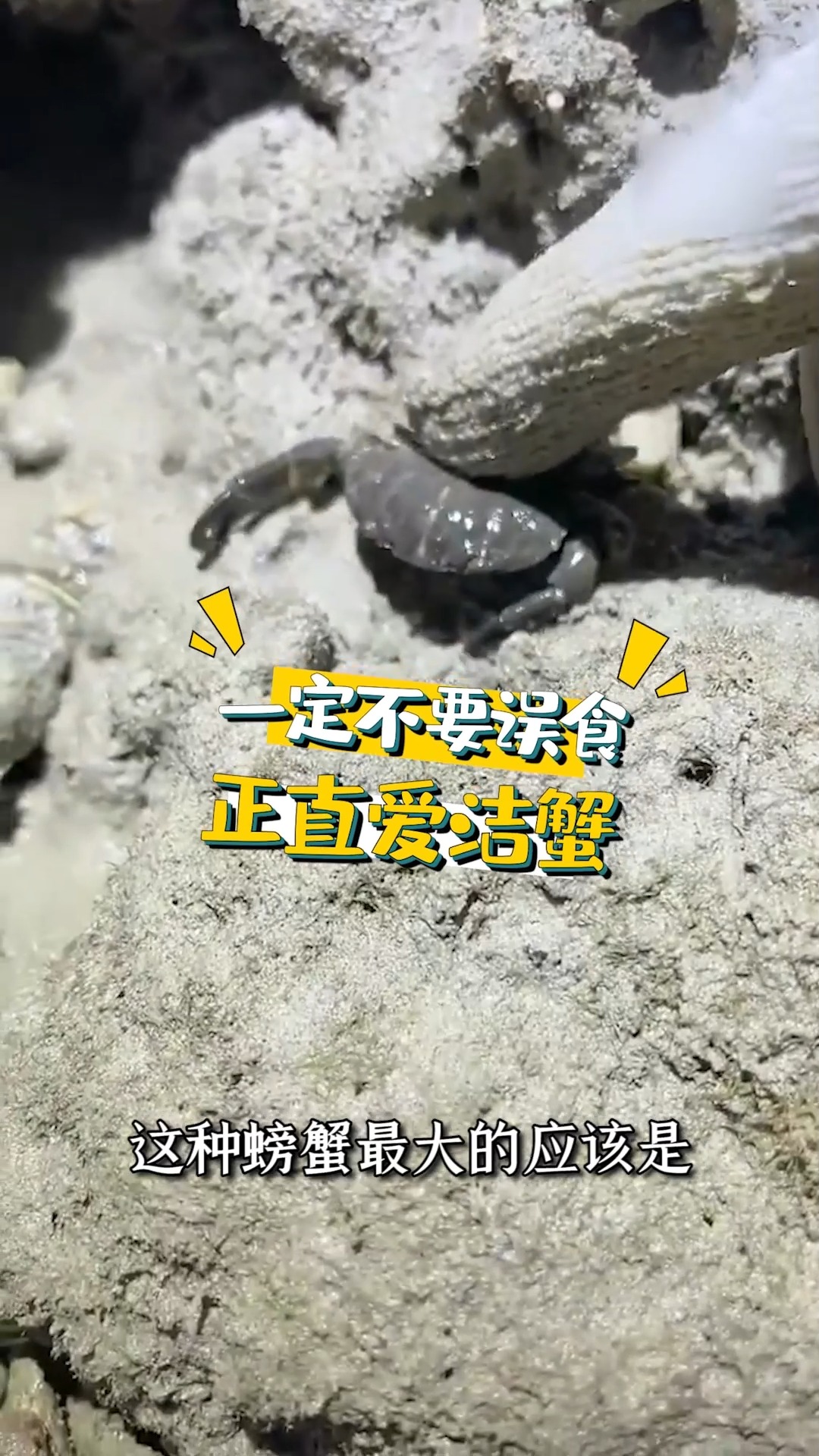 #赶海户外#赶海主播跑调在线科普,这种螃蟹有毒不能吃!