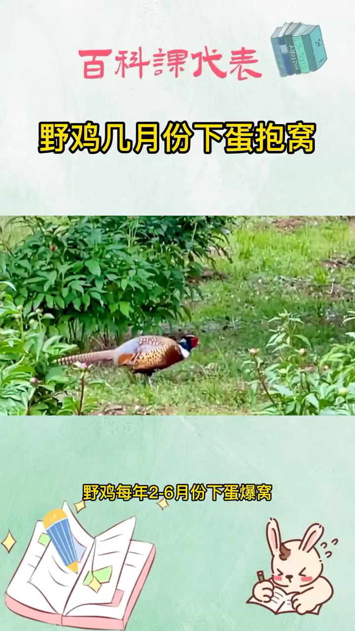 野鸡几月份下蛋抱窝