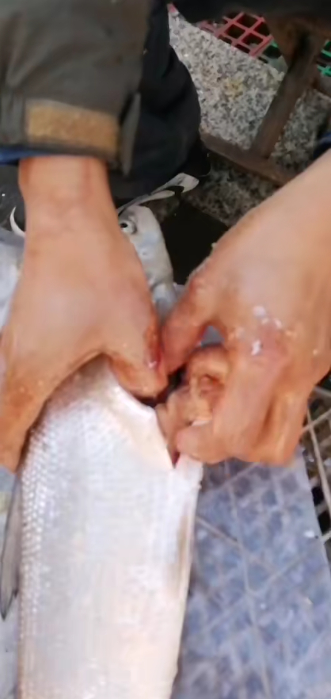 #好物种草#乌苏里白鲑鱼子