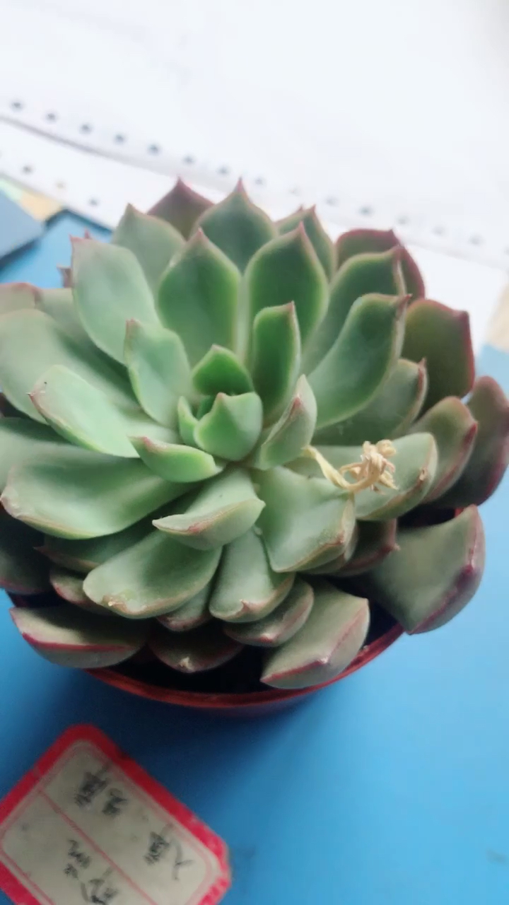 绿色植物好看,养心