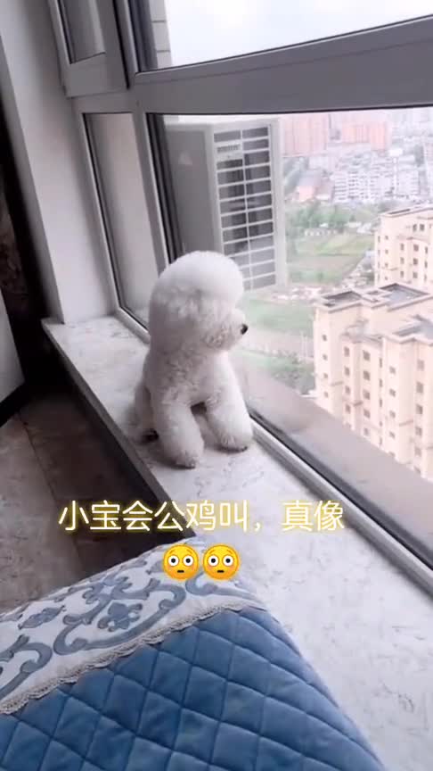 会公鸡叫的小可爱!
