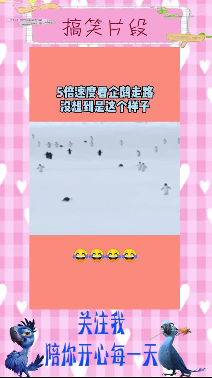5倍速度看企鹅走路,没想到是这个样子,真是太可爱了,搞笑视频