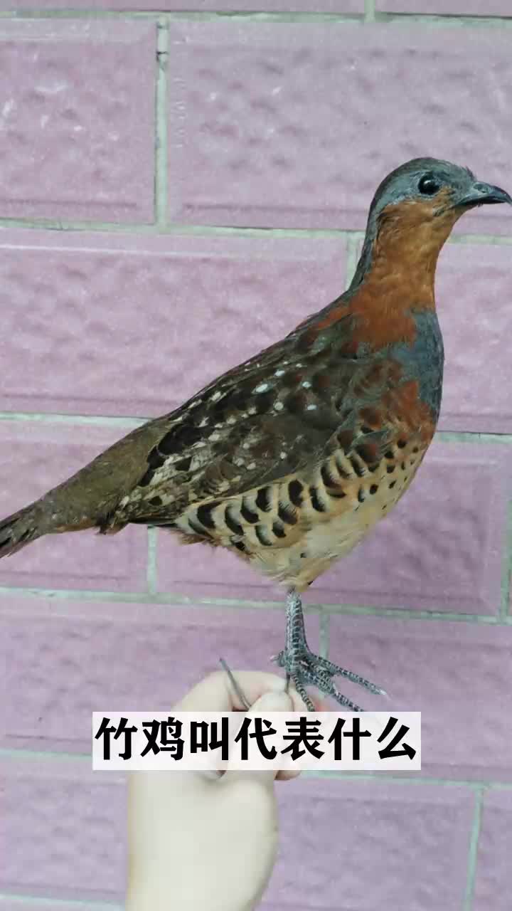 竹鸡叫代表什么