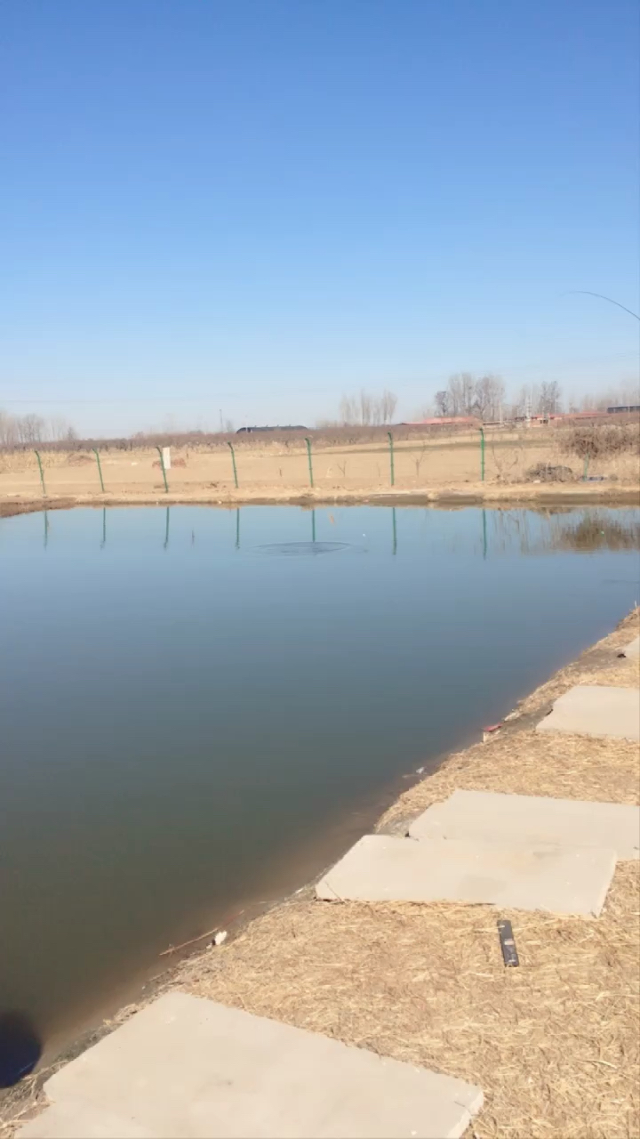 老鱼鹰