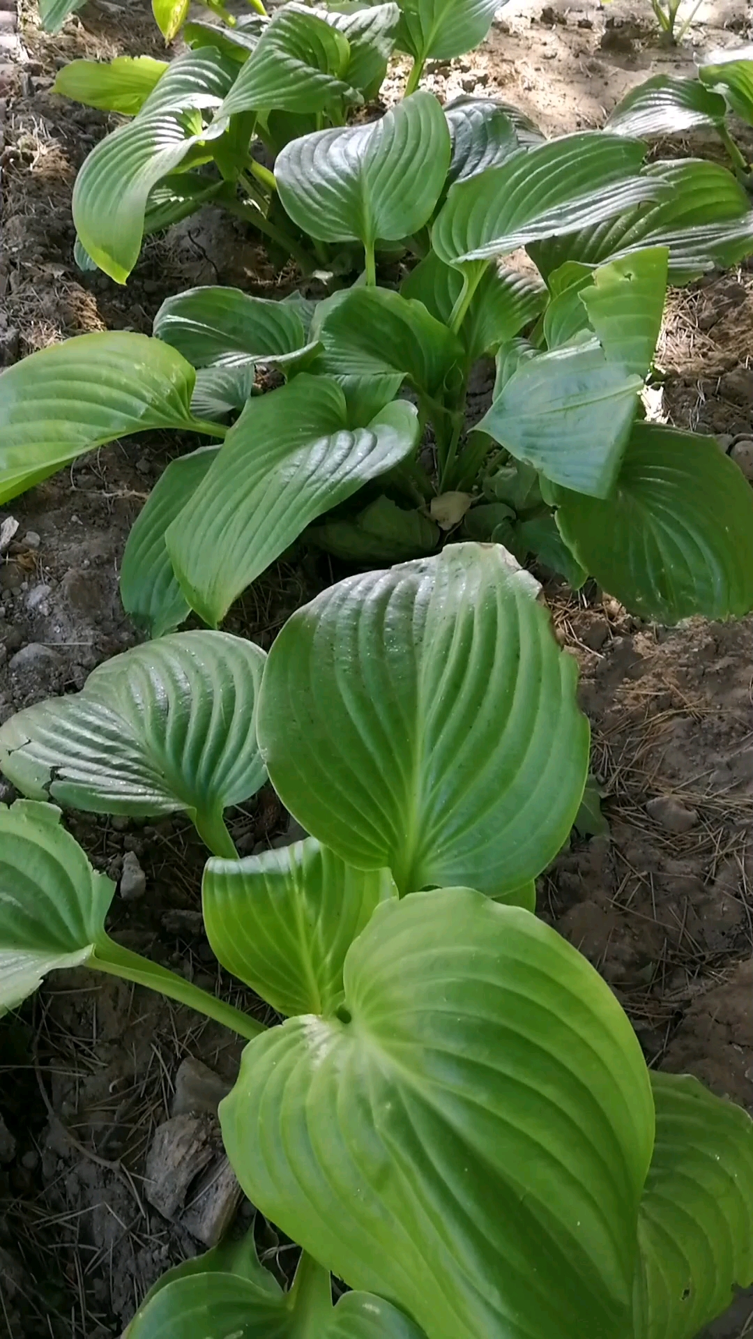#我的小花园#玉簪,古典又诗意的名字,待到处暑,莹润花开!