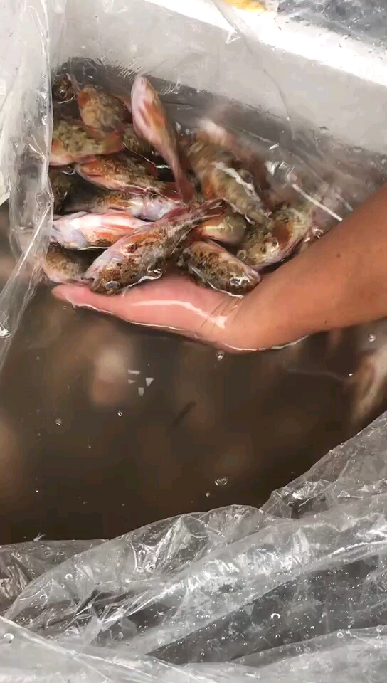 看视频认海鲜:这个鱼的名字有点奇怪,叫石九公鱼,中文正式名为褐菖鲉,俗称石狗公仔