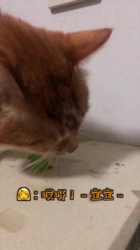 #搞笑段子#你细品吧??记得多吃青菜才能长高哦??#猫#吸猫#萌宠@