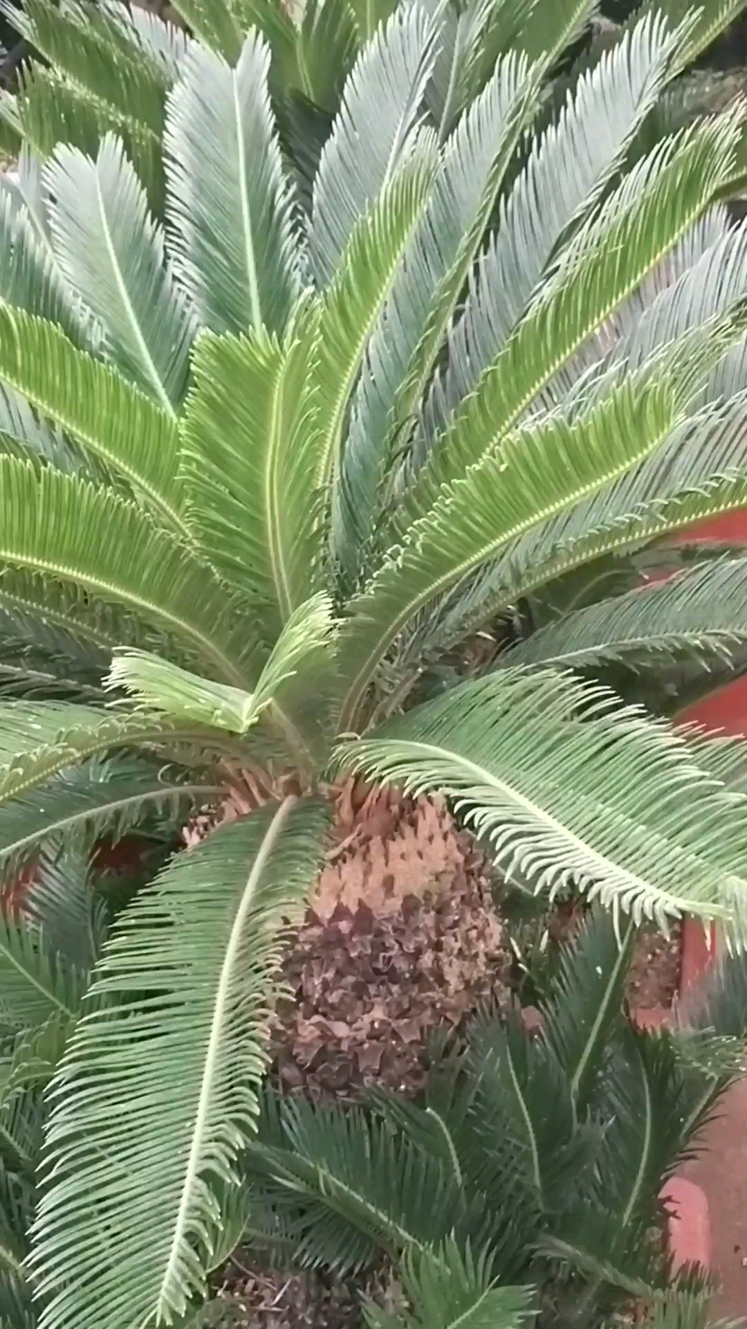 铁树,别名避火蕉、凤尾蕉、凤尾草、凤尾松。十年以上植株可开花。