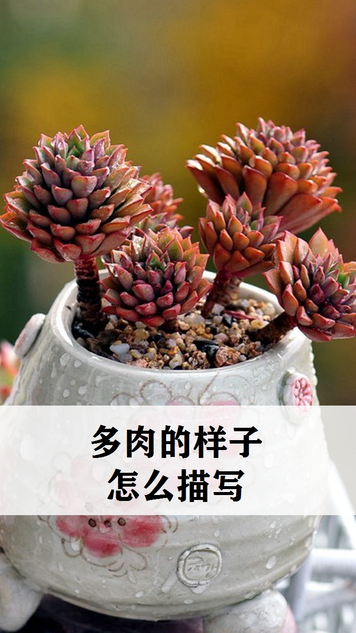 多肉的样子怎么描写