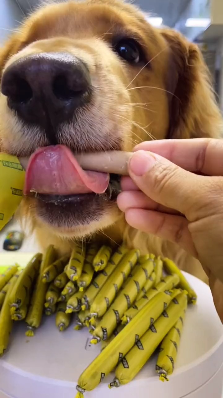 #宠物最可爱的样子#火腿肠太好吃,一口想要吃一根,鸡肉味火腿肠,多宝宝最喜欢了!