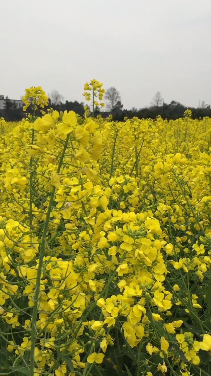 菜籽花花飞黄飞黄