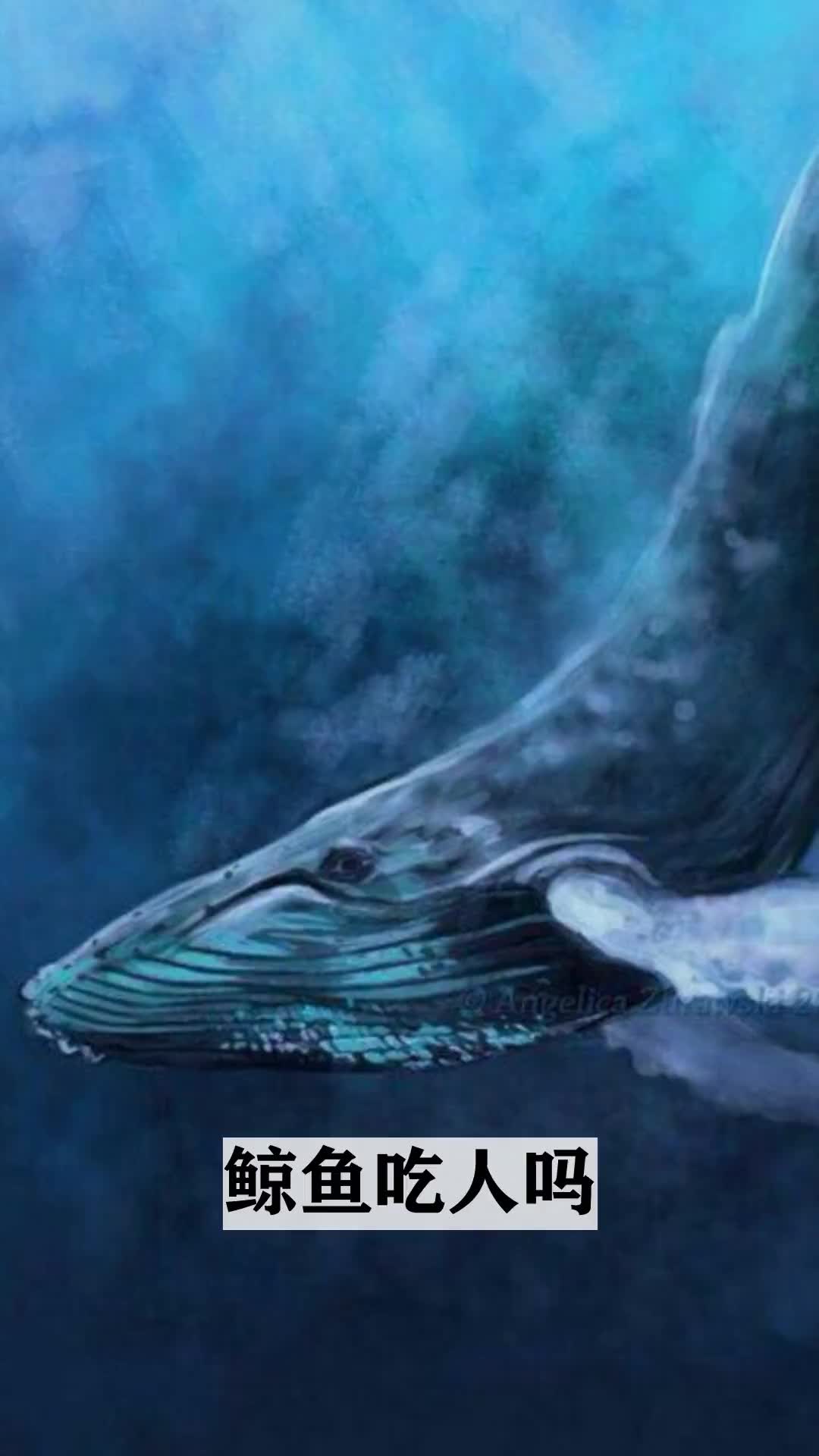 鲸鱼吃人吗---阿华带你看动物