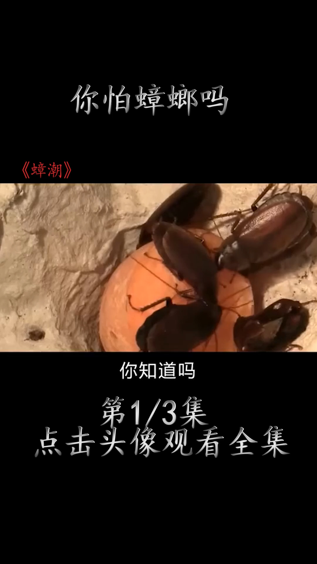 好剧分享
