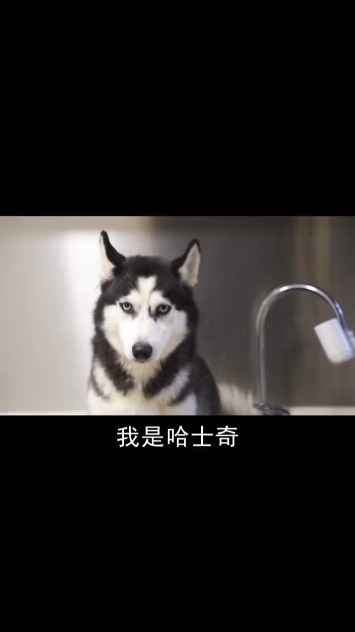 #搞笑段子剧#我什么时候能吃上蛋糕