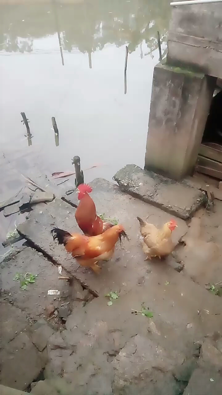 我养这只公鸡有一年多,它的声音叫得真的响亮哦!