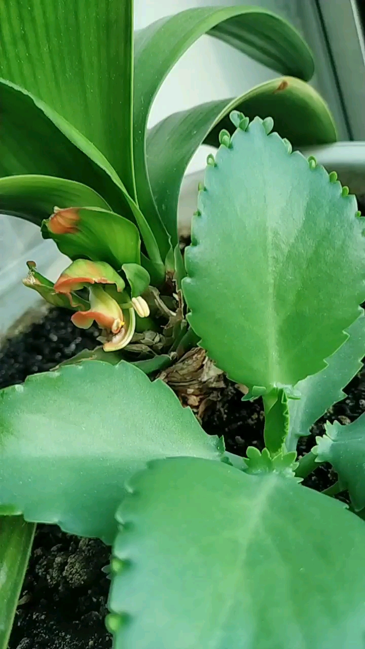 分享视频