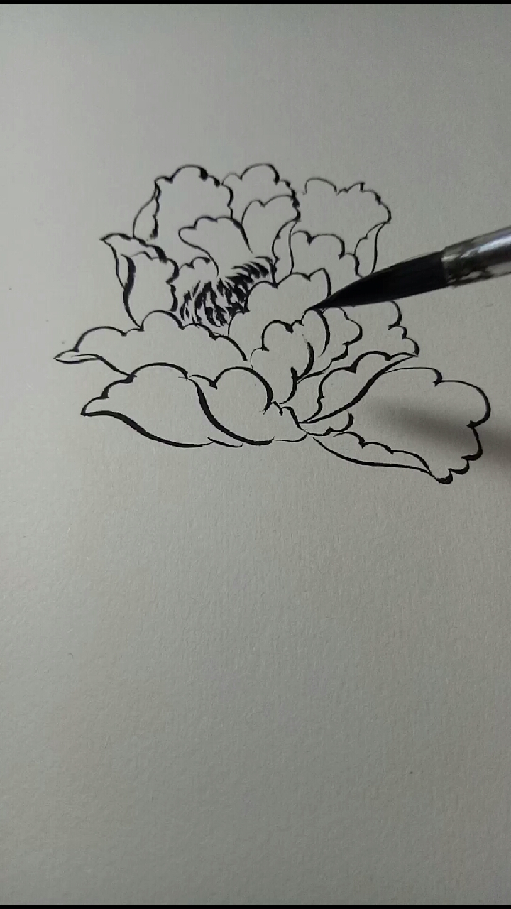 #白描也精彩#简单白描牡丹花教程。
