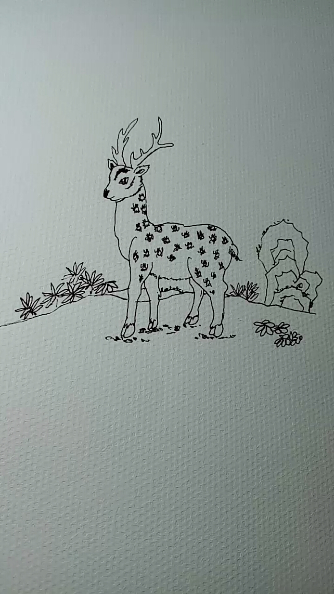 #一看就会的白描画#梅花鹿简单白描画法
