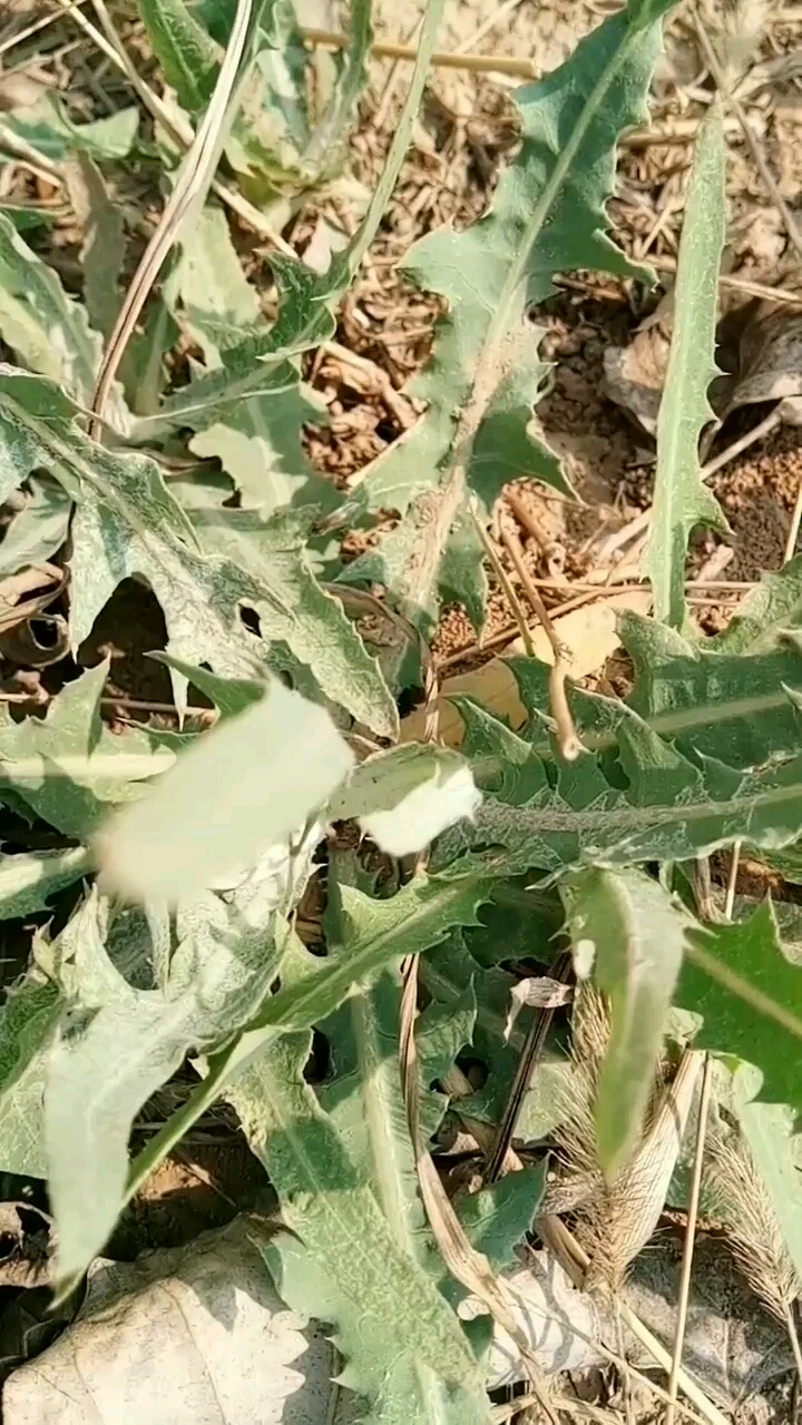 很好的一种野菜
