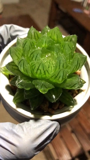 #有一种可爱叫多肉#水晶玉露
