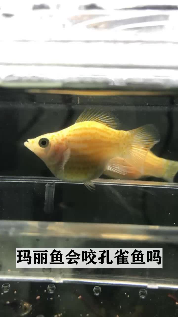 玛丽鱼会咬孔雀鱼吗