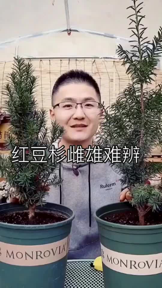 红豆杉公母怎么区分