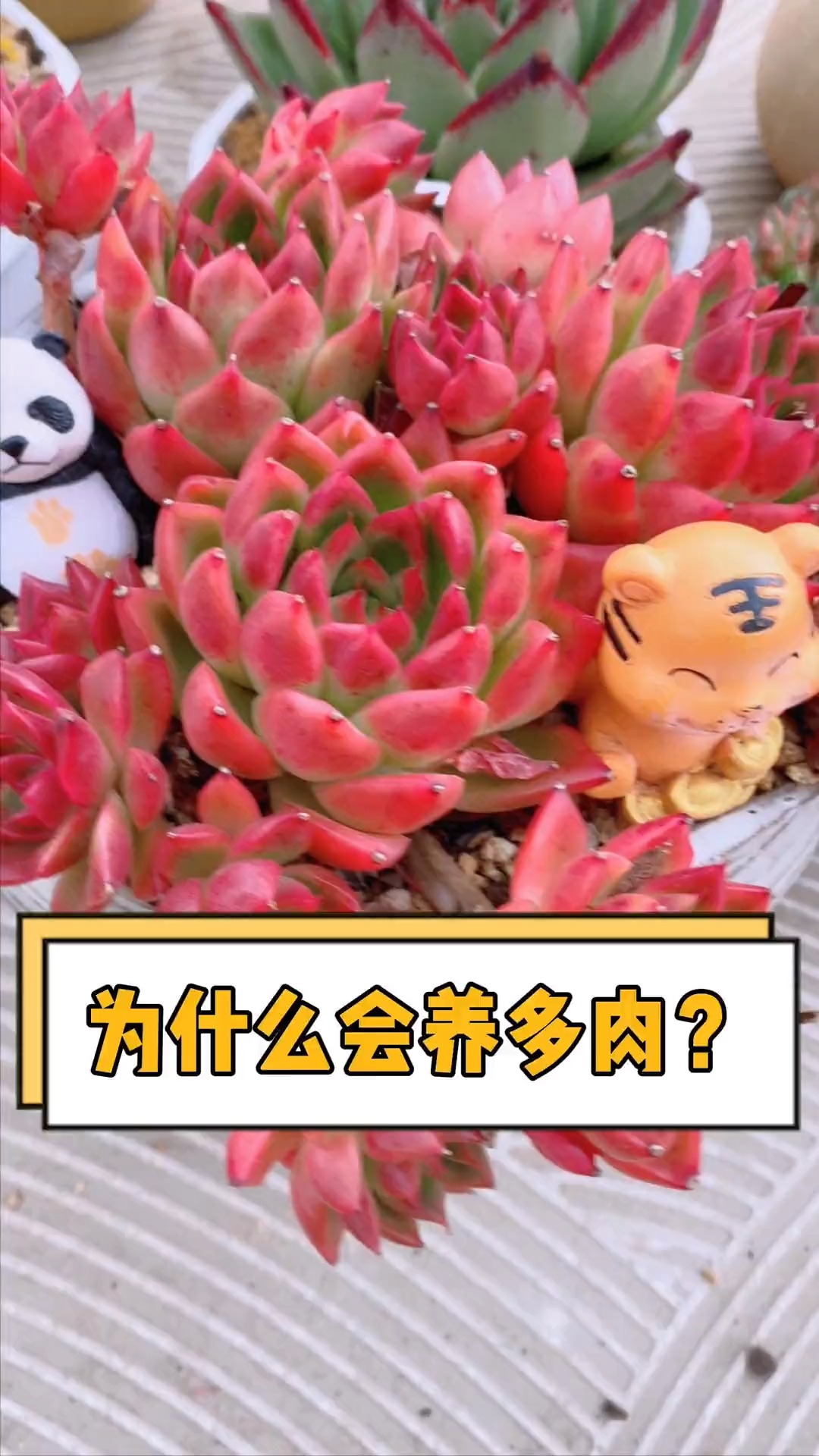 #有一种可爱叫多肉!#养多肉以后你生活上是否变得更节俭了?#多肉植物#爱生活爱养花 #记录