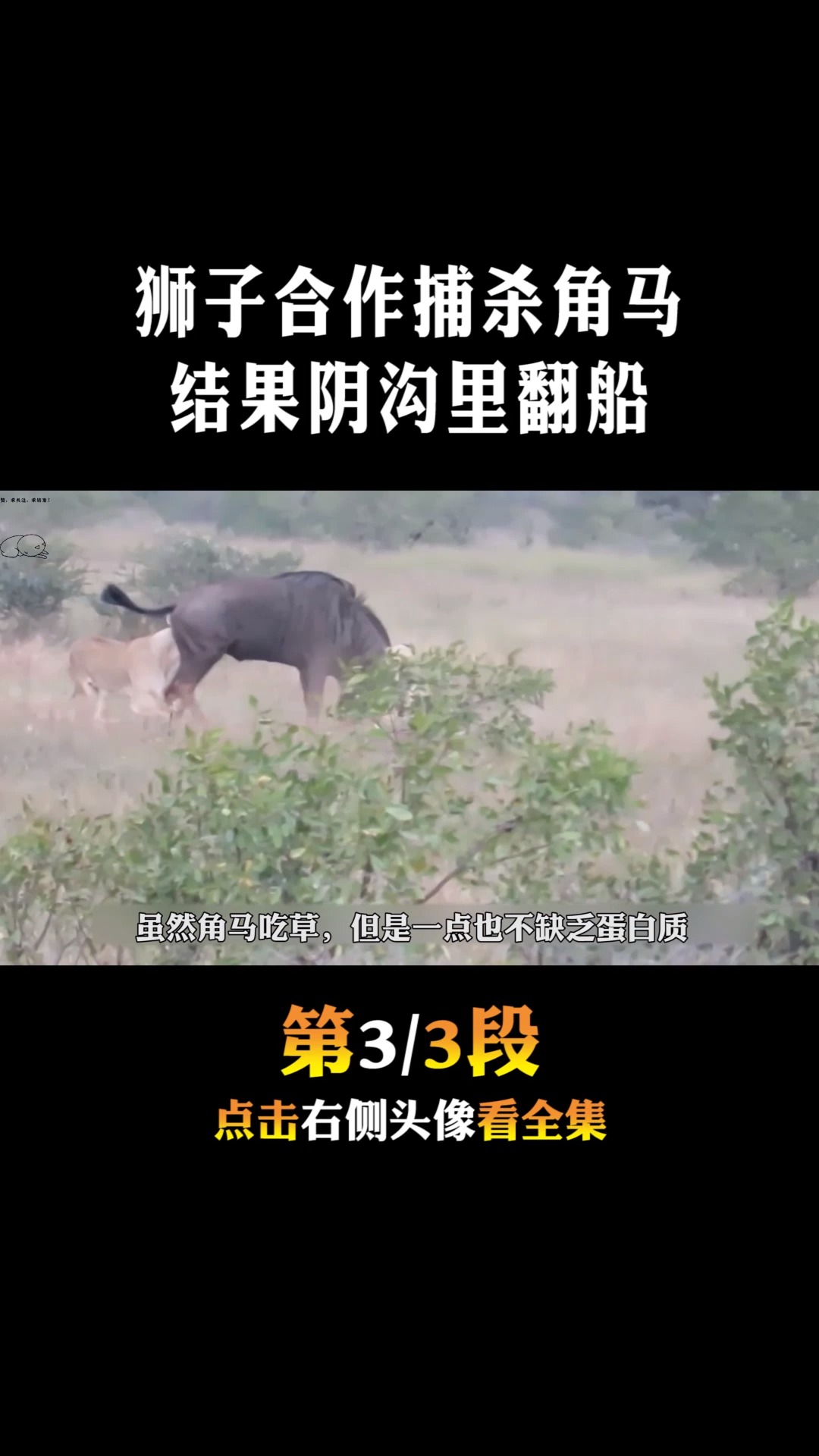 #动物世界#狮子合作捕杀角马,结果阴沟里翻船,被尖角刺伤后腿落荒而逃!3