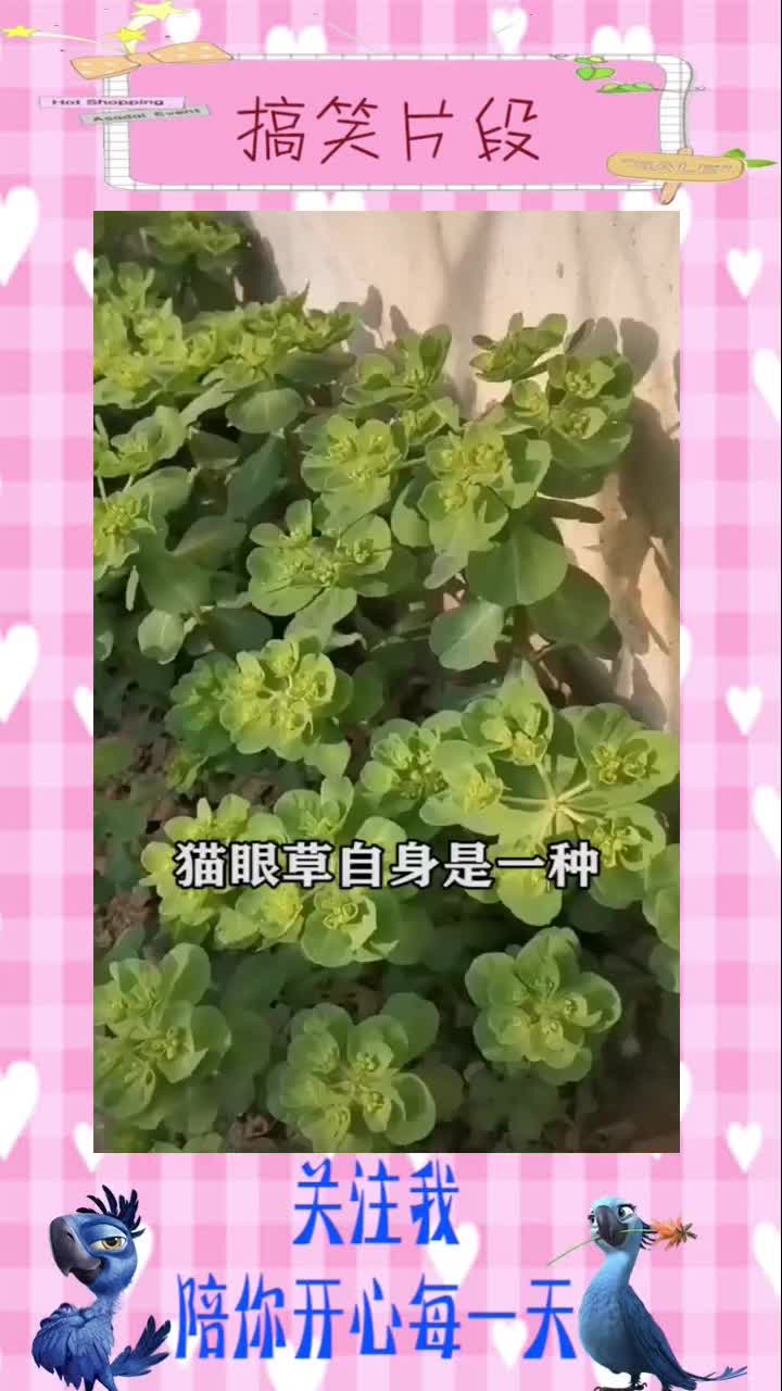 野菜拿来泡水喝,好处多多功效了得,#搞笑视频#