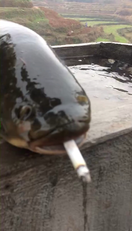 鱼也会抽烟喝酒