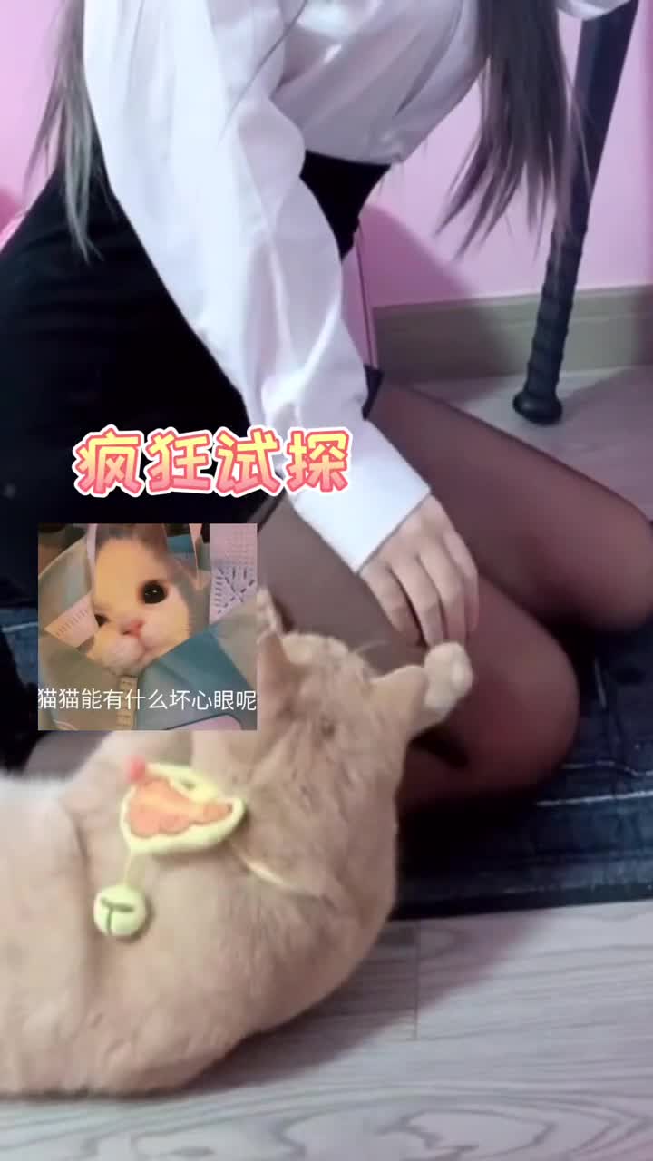 猫肉汤预定,见者有份