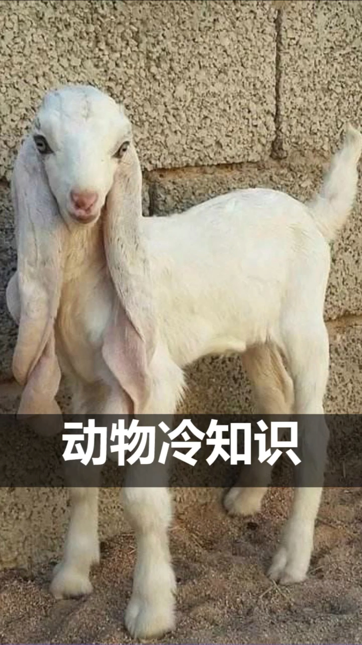 动物冷知识:不好好学习,还真不知道河豚原来这么“皮”~