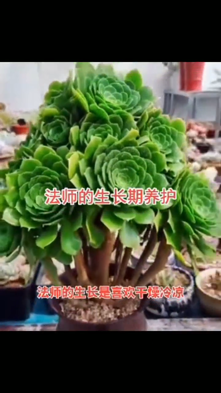 多肉法师的养殖方法和注意事项