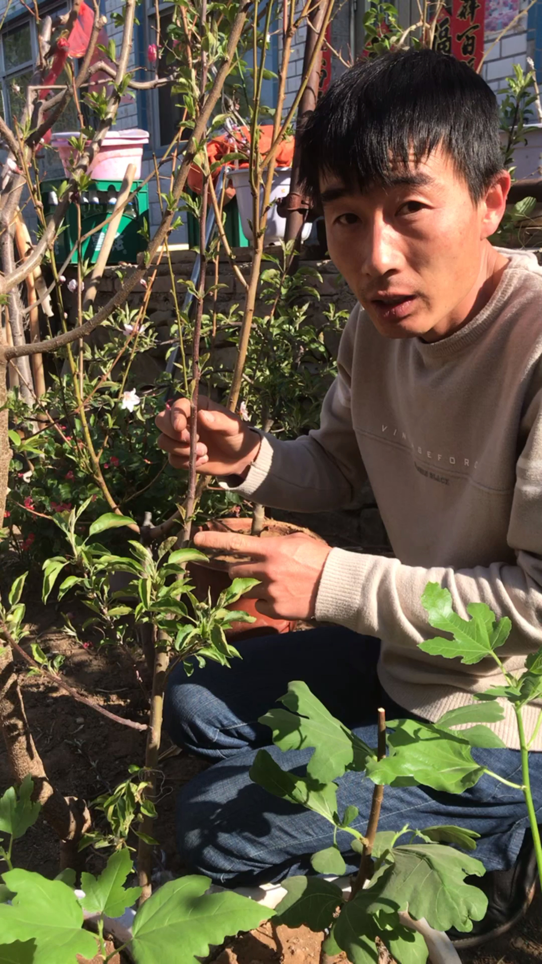 盆景鸡心果嫁接一树多果