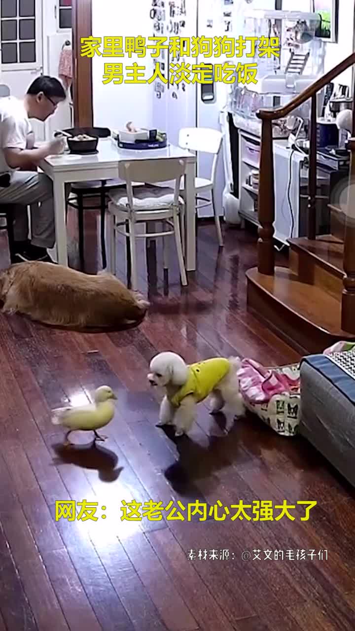 家里狗狗和鸭子打架,老公一边淡定吃饭,女主人下来拉偏架,网友直接炸锅