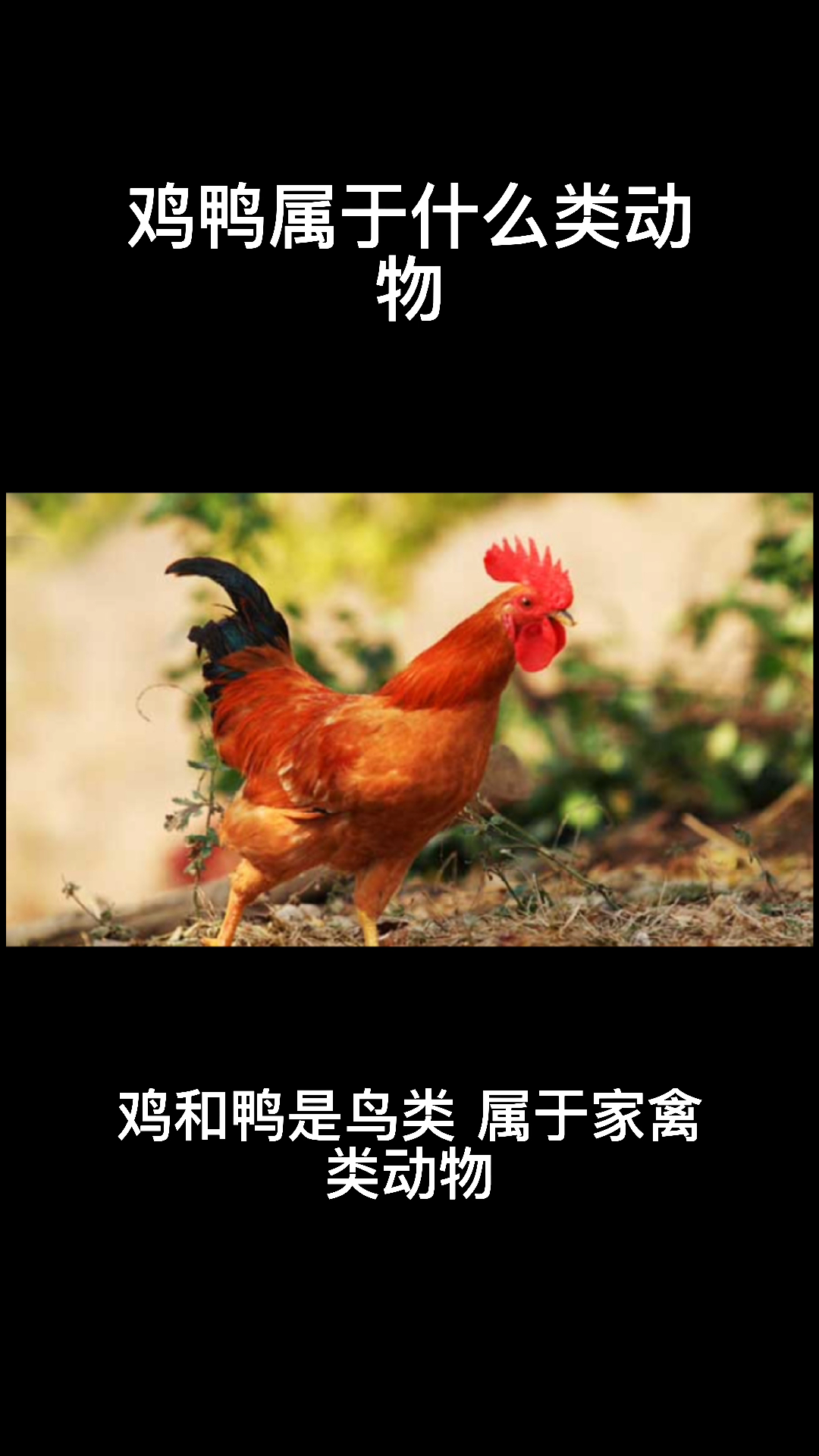 鸡鸭属于什么类动物