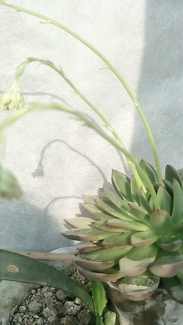 我的多肉开花了