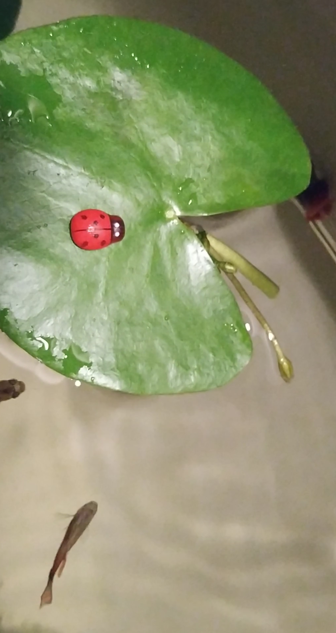 鱼水浮碧舟,浮一叶青莲梦……