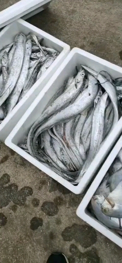 #三只鱼鹰野生海鲜#三只鱼鹰野生海鲜:白鲳鱼和带鱼